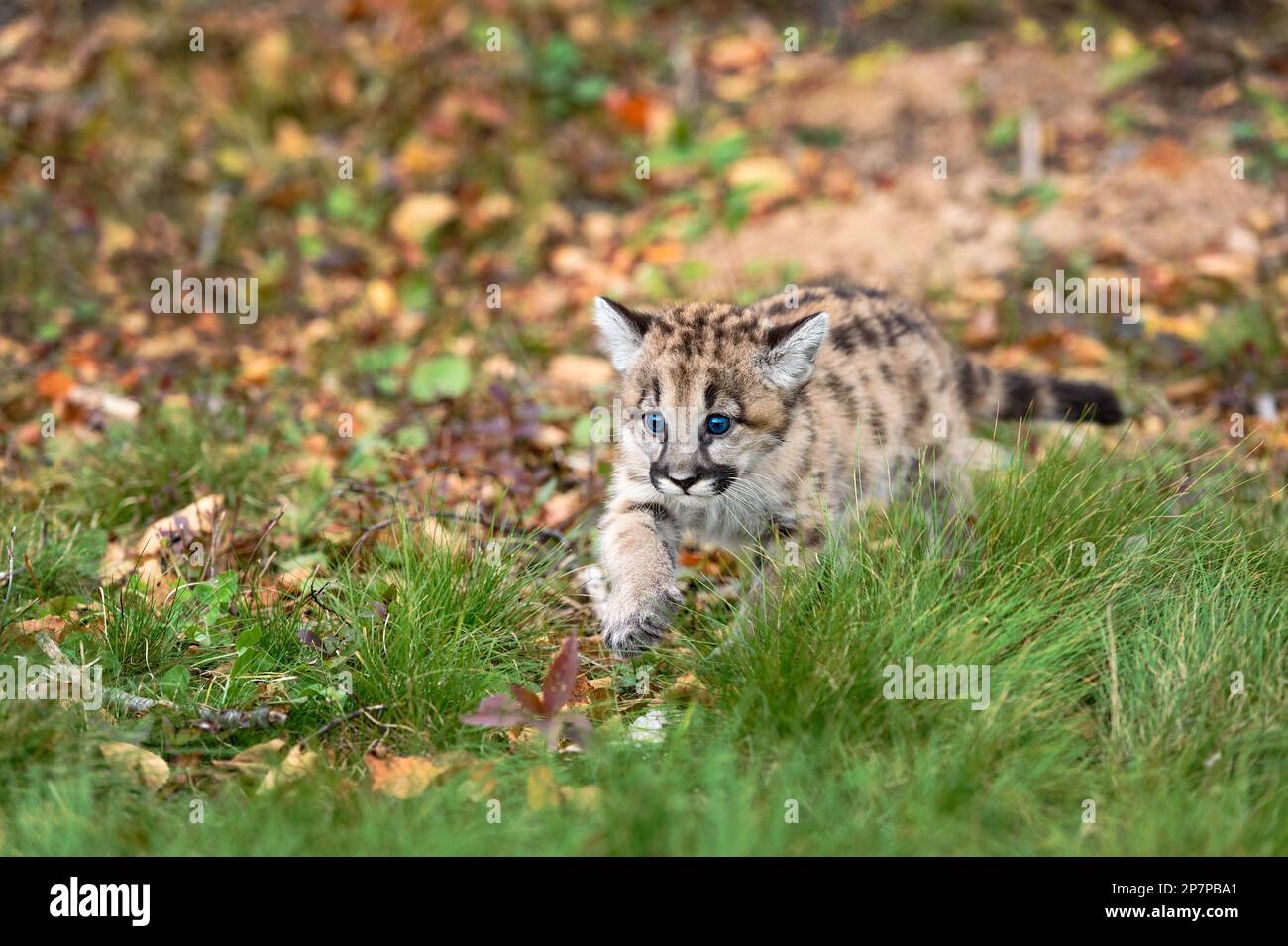 Cougar Kitten (Puma concolor) Walks Through Leaves and Grass Autumn - captive animal Stock Photo