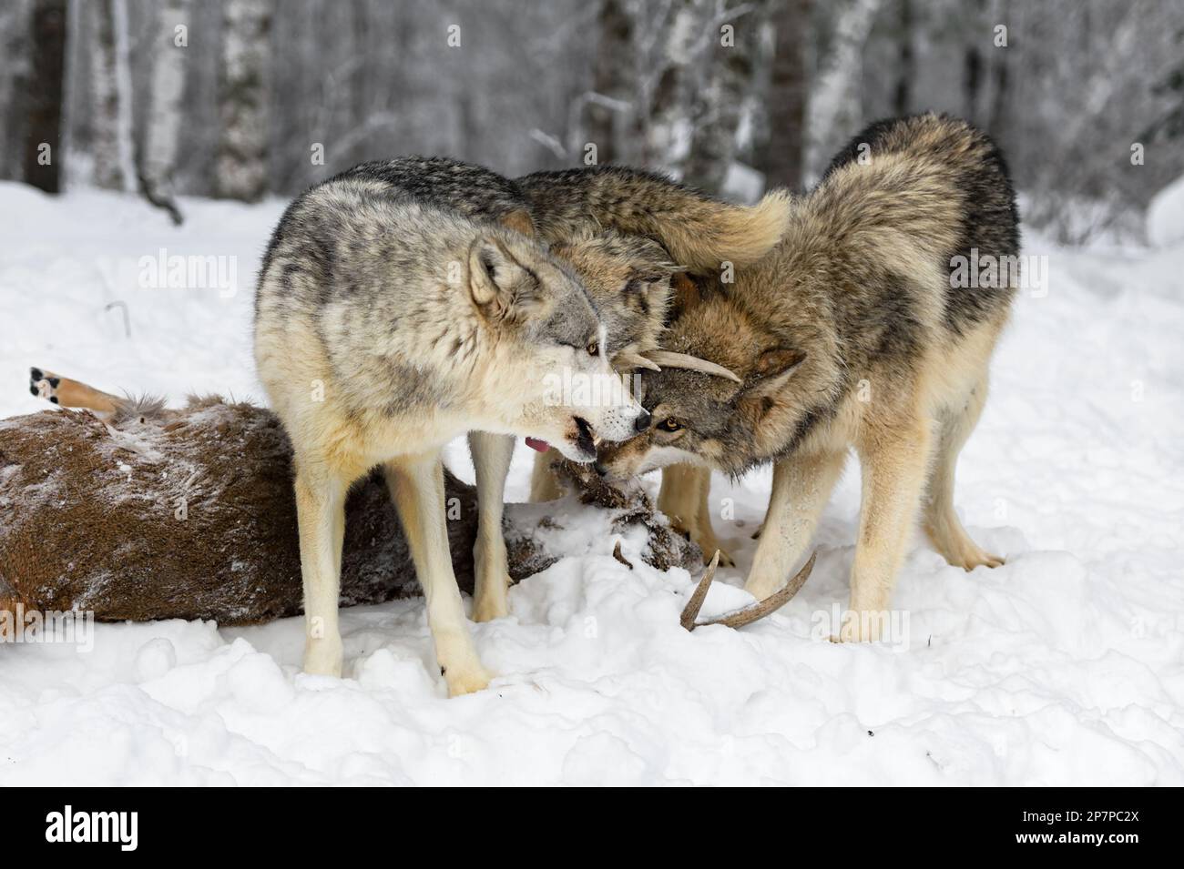 Wolves (Canis lupus) Press Heads Together Over Body of White-Tail Deer Winter - captive animals Stock Photo
