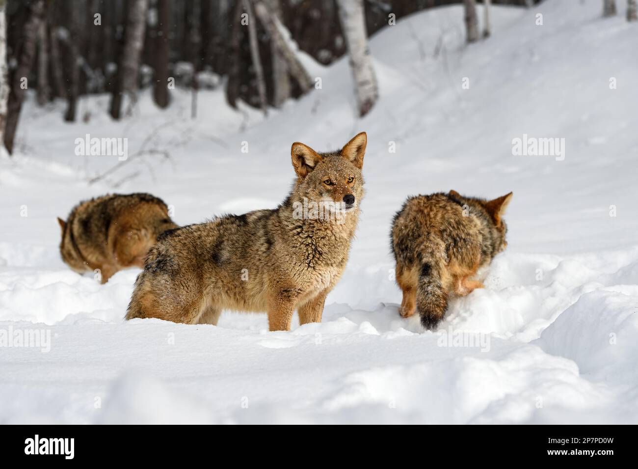Coyote (Canis latrans) Looks Up While Two Others Walk Away Winter - captive animals Stock Photo
