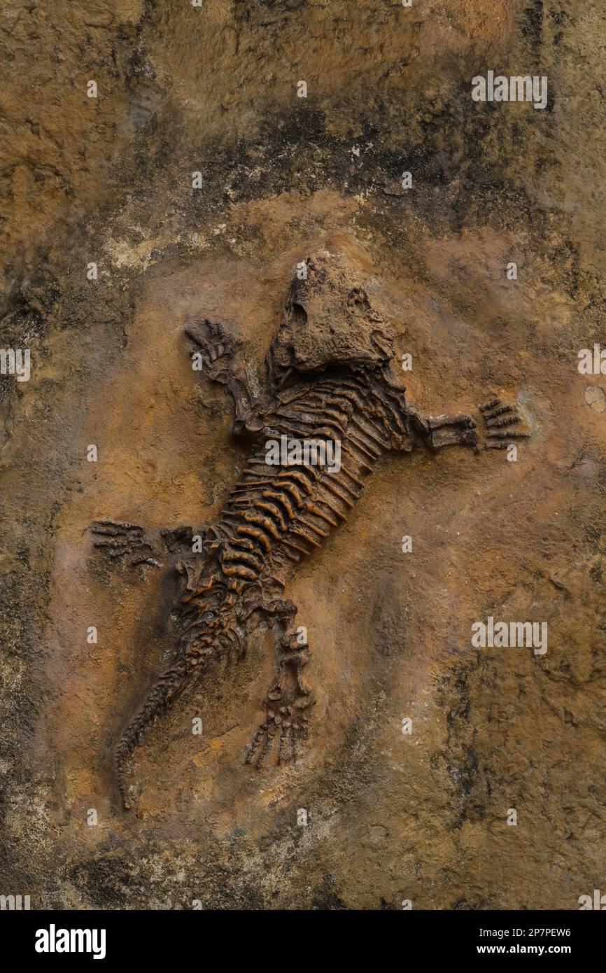 Fossil reptile. Lizard skeleton prehistoric fossil stone Stock Photo