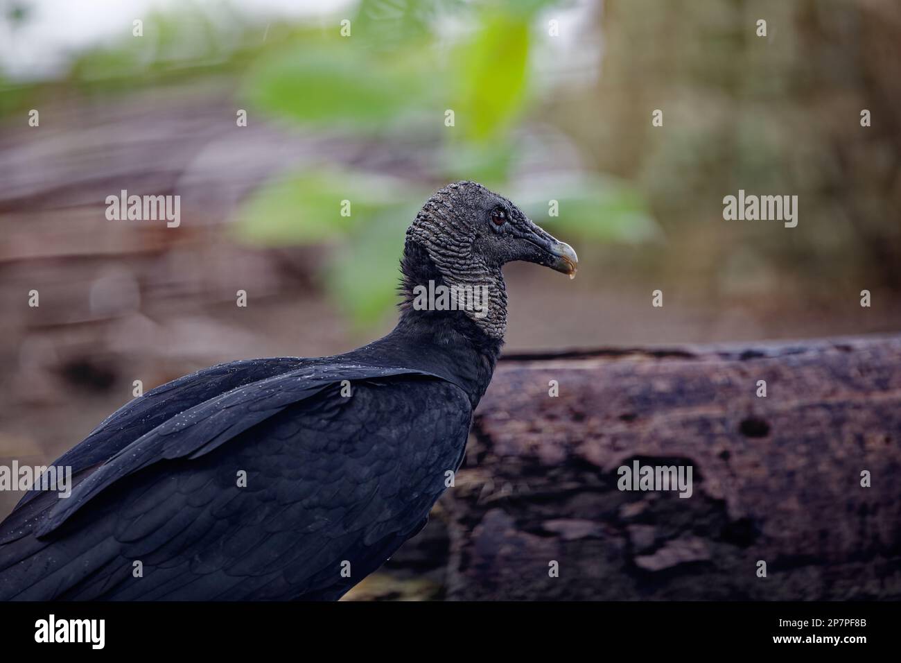 Black vulture scavenging on beach in Costa RIca Stock Photo