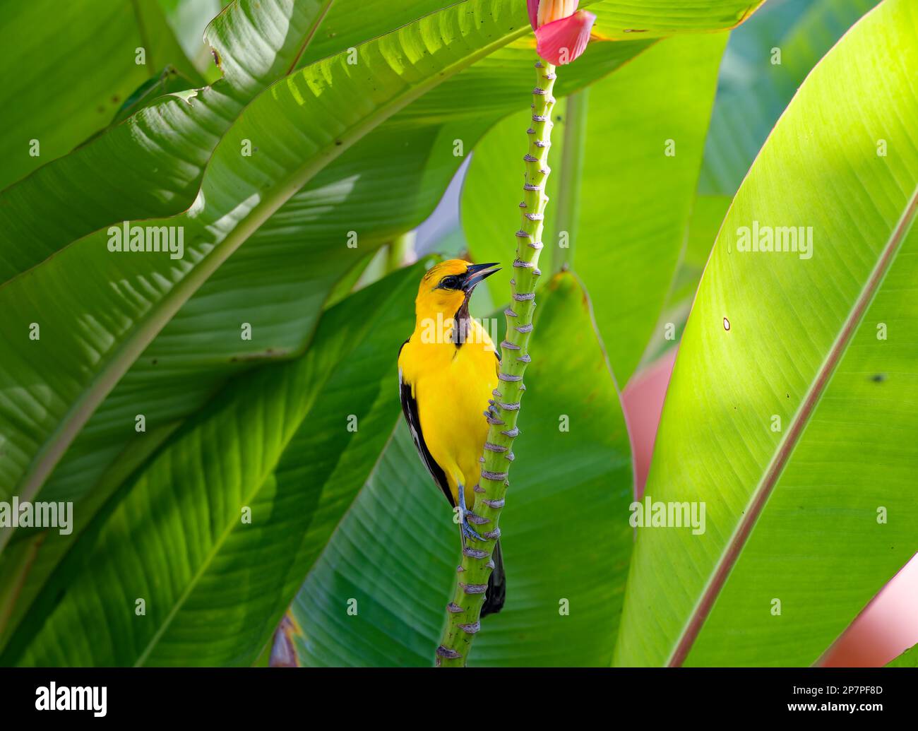 Yellow-tailed Oriole with open bill perched on banana palm, costa Ricca Stock Photo