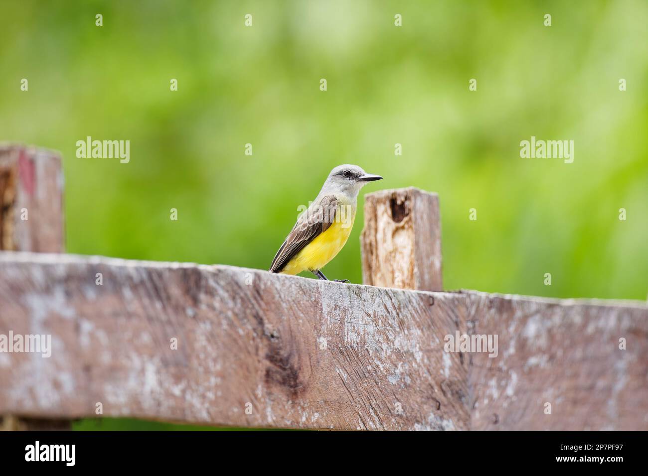 Tropical Kingbird on a fence, Costa Rica Stock Photo