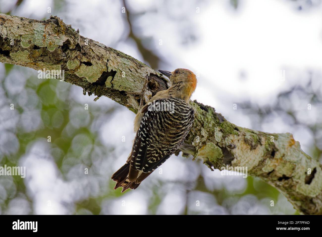 Hoffman's woodpecker under branch in Costa Rica Stock Photo