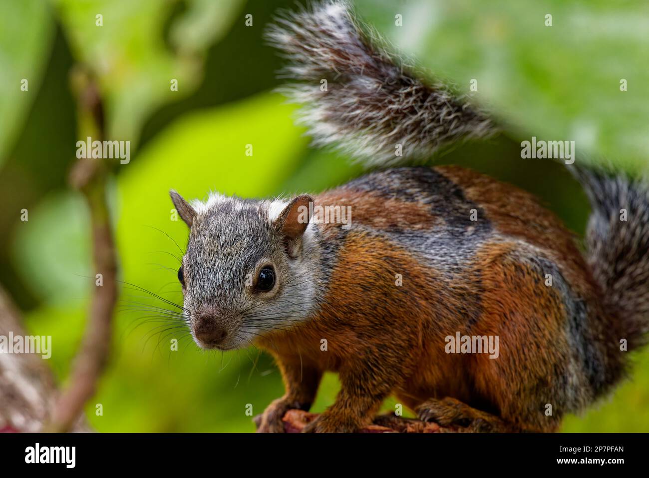 Variegated squirrel in Costa RIca Stock Photo