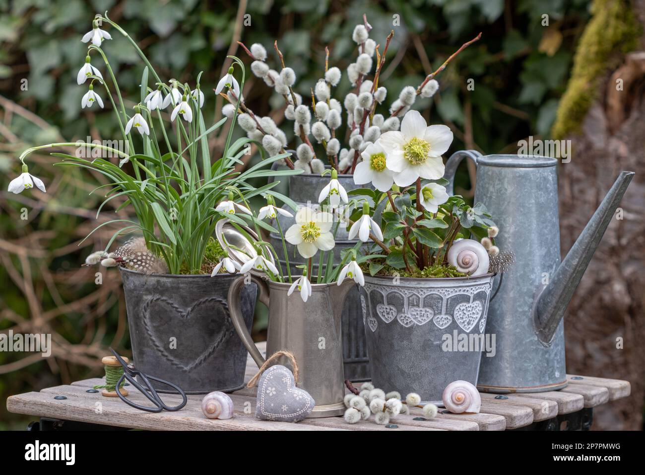 garden arrangement with helleborus niger, snowdrops  and willow catkins in zinc pots Stock Photo