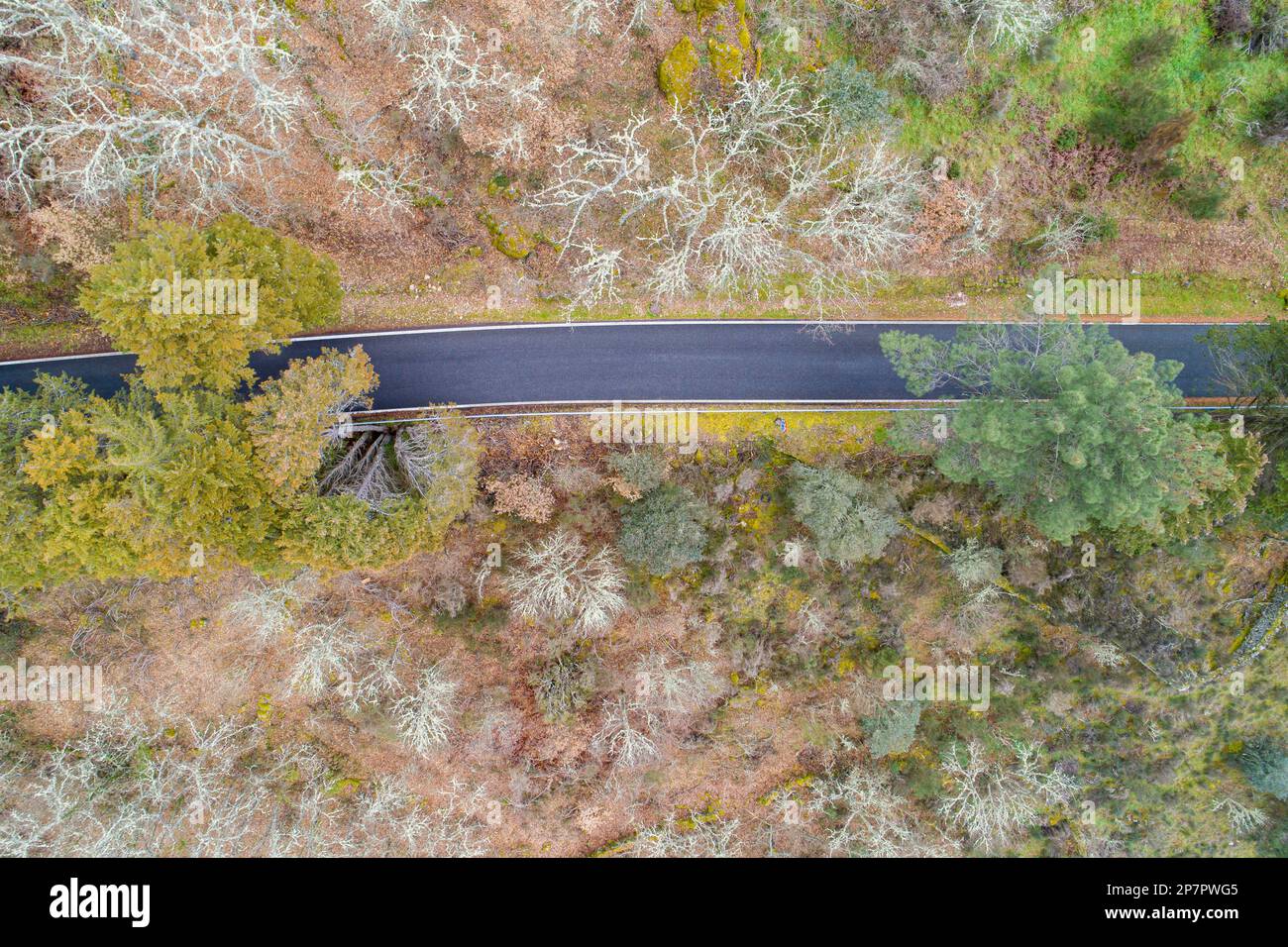 Aerial view of road through forest hi-res stock photography and images ...