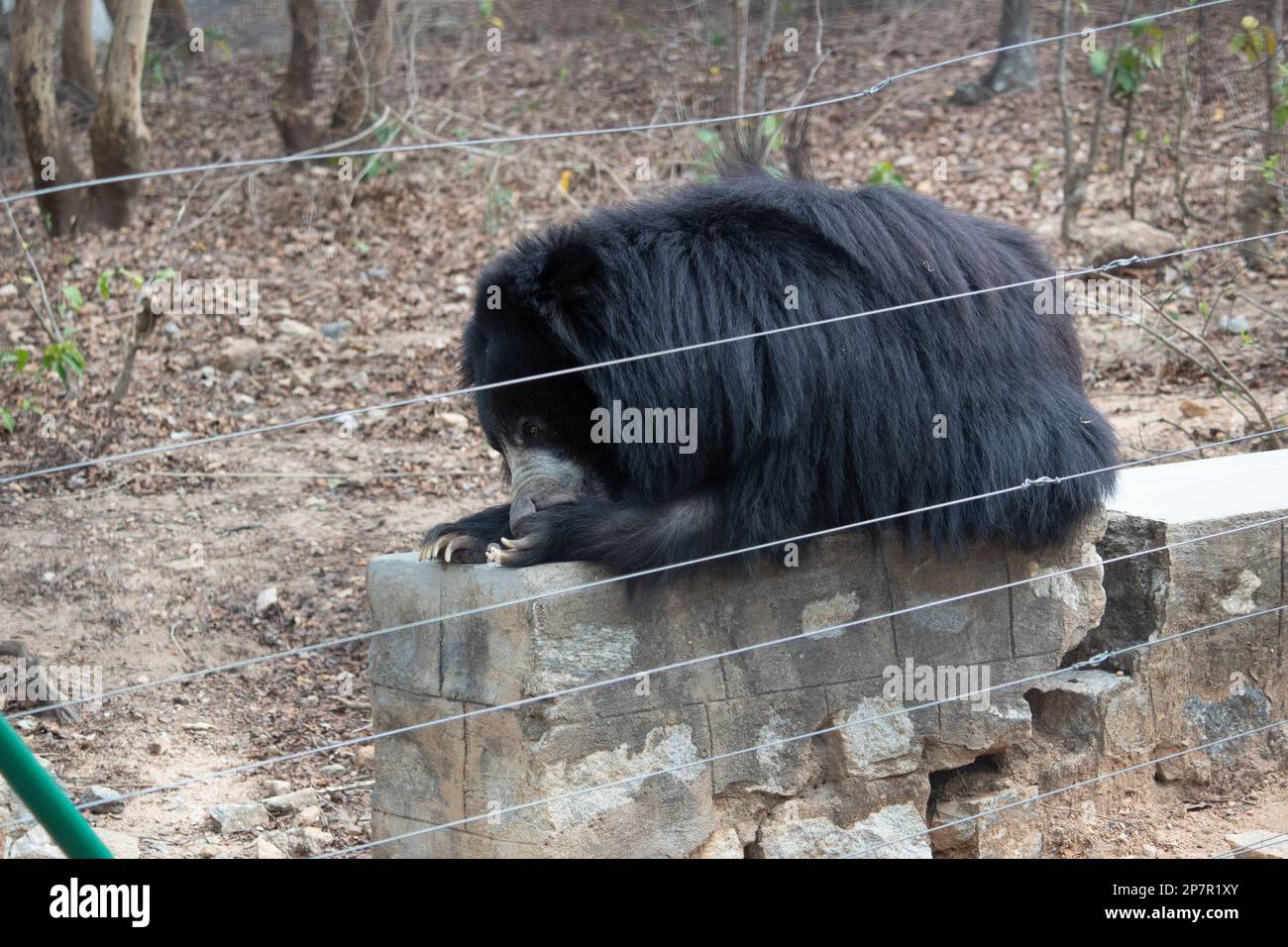 Indian bear at Bannerghatta national park Bangalore standing in the zoo