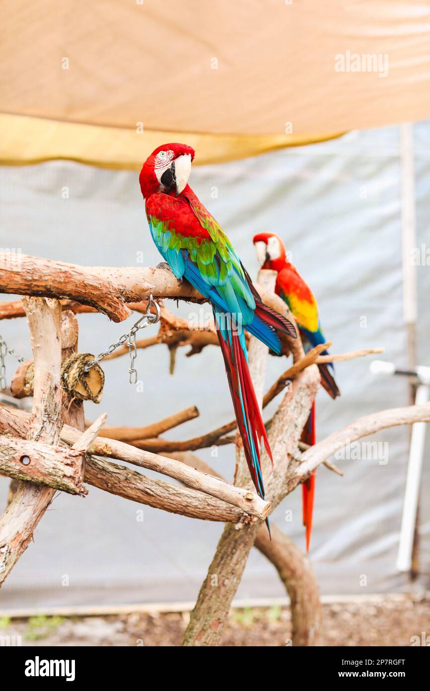 Two rainbow macaws at Butterfly World in Coconut Creek, Florida Stock Photo