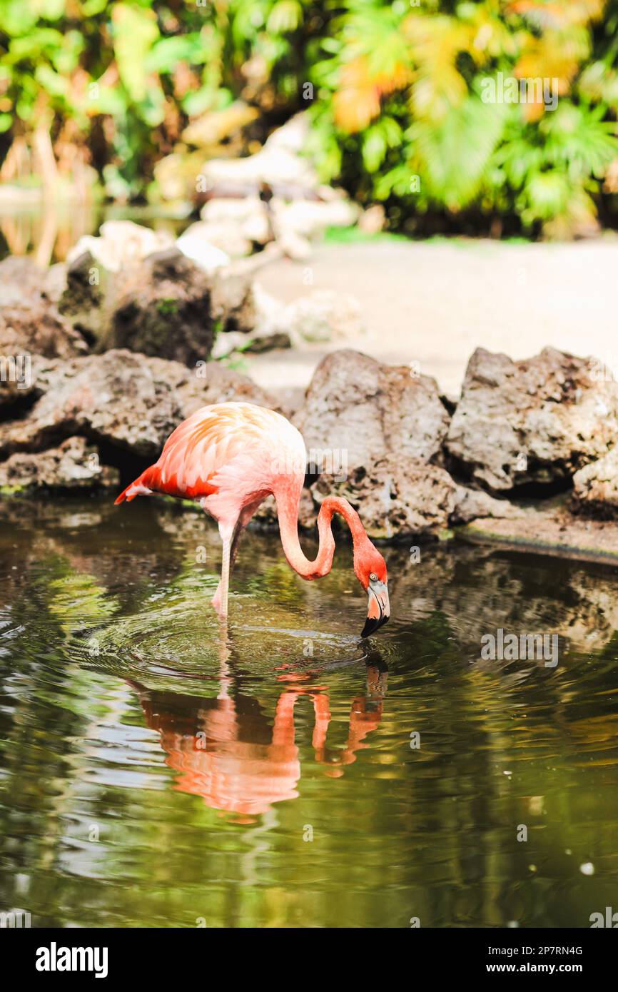 Flamingos in water at Flamingo Gardens in Davie, Florida Stock Photo