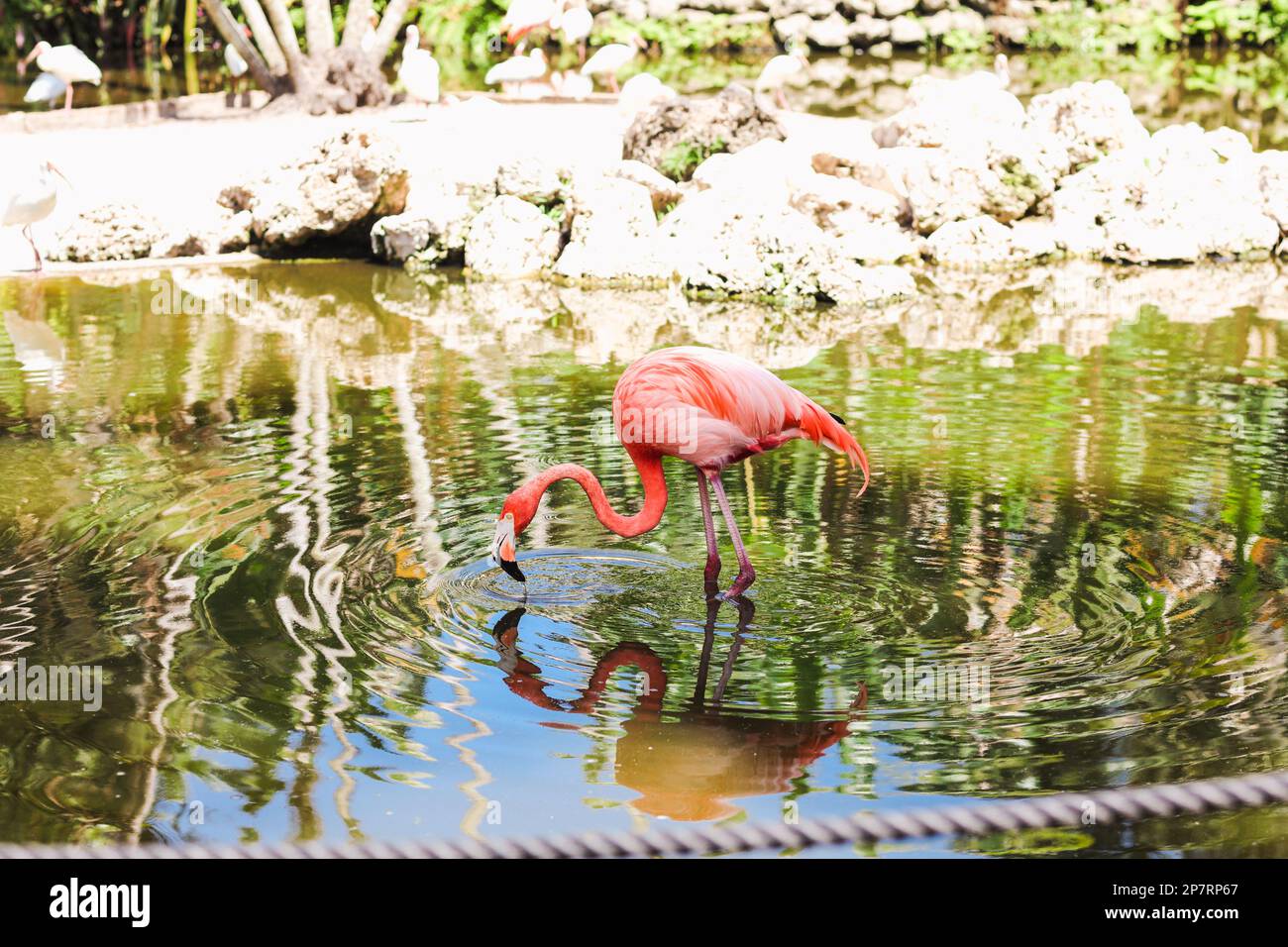 Flamingos in water at Flamingo Gardens in Davie, Florida Stock Photo