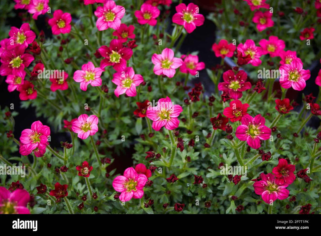 Saxifraga small pink flowers, Saxifraga arendsii. Saxifragaceae family perennial flowering plant Stock Photo