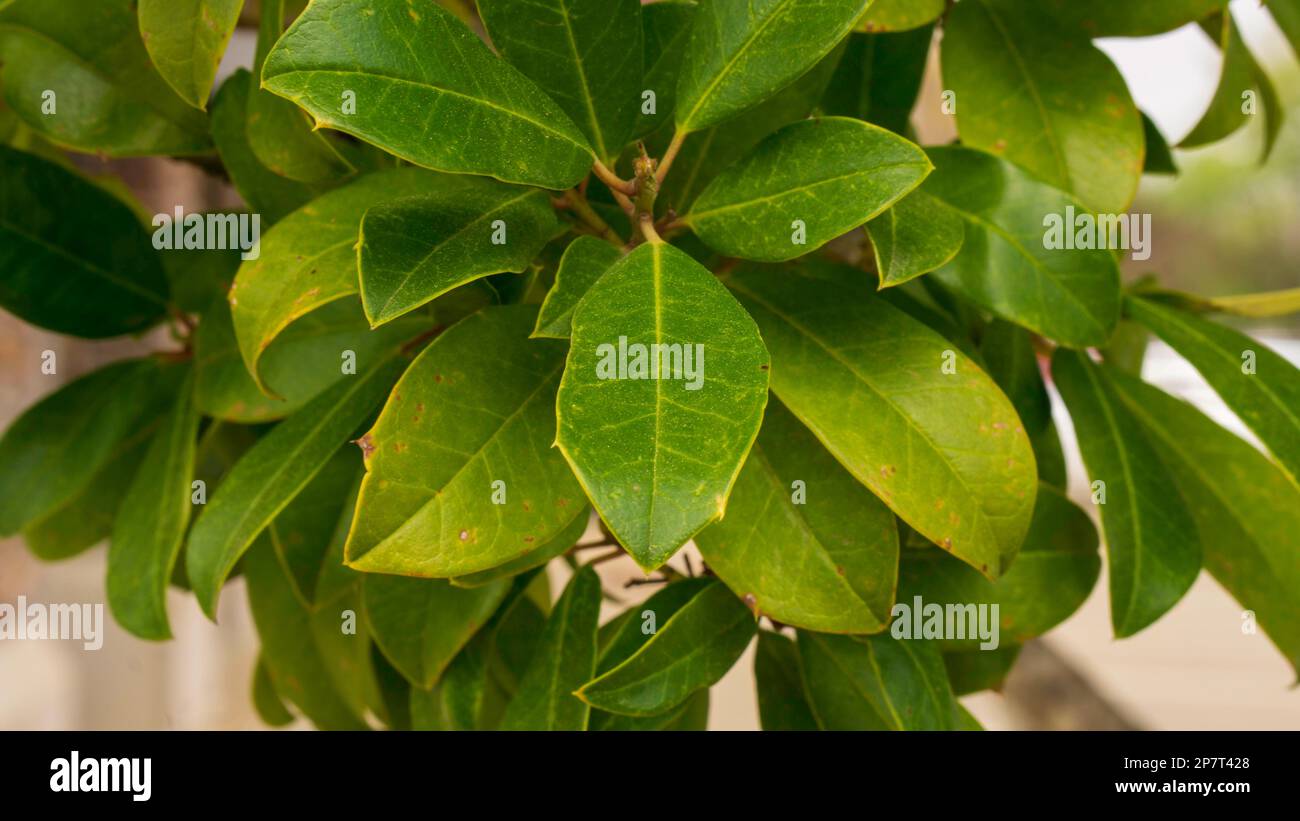 Botanical leaves green pattern hi-res stock photography and images - Alamy