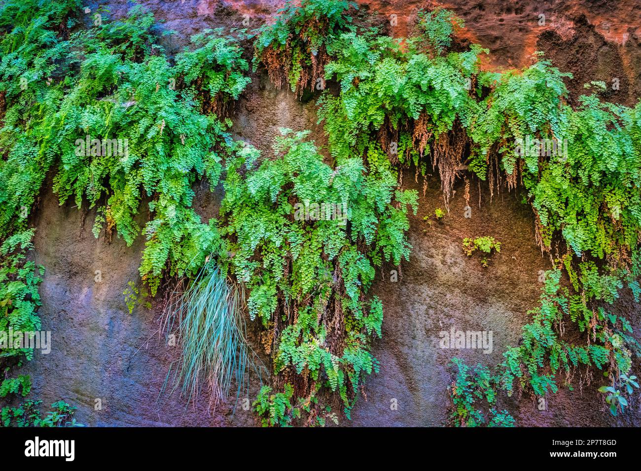 Weeping ferns hi-res stock photography and images - Alamy