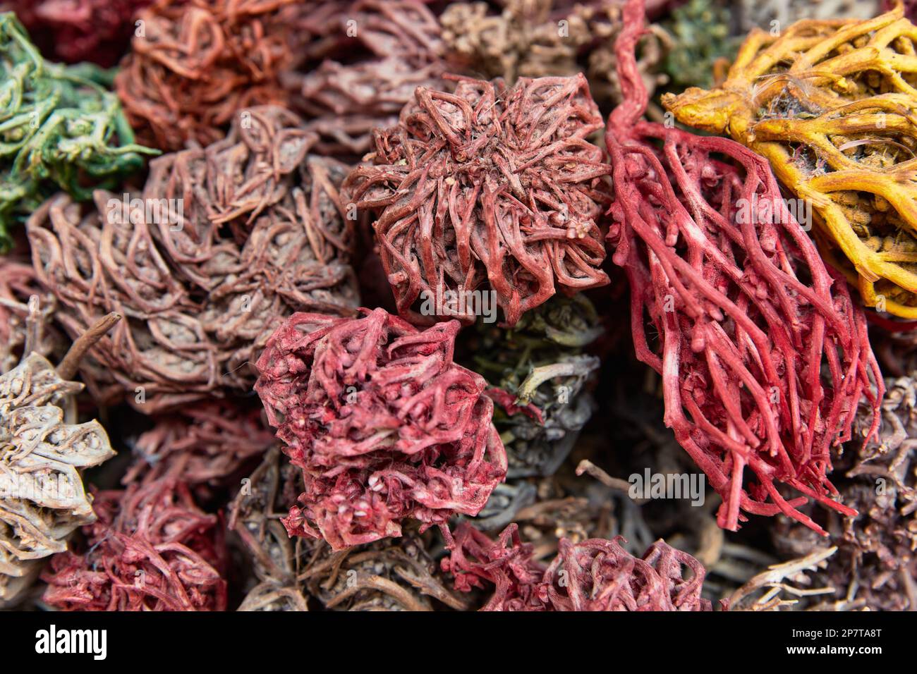 Dried painted colorful plants of Jericho rose, heart of desert, hand of