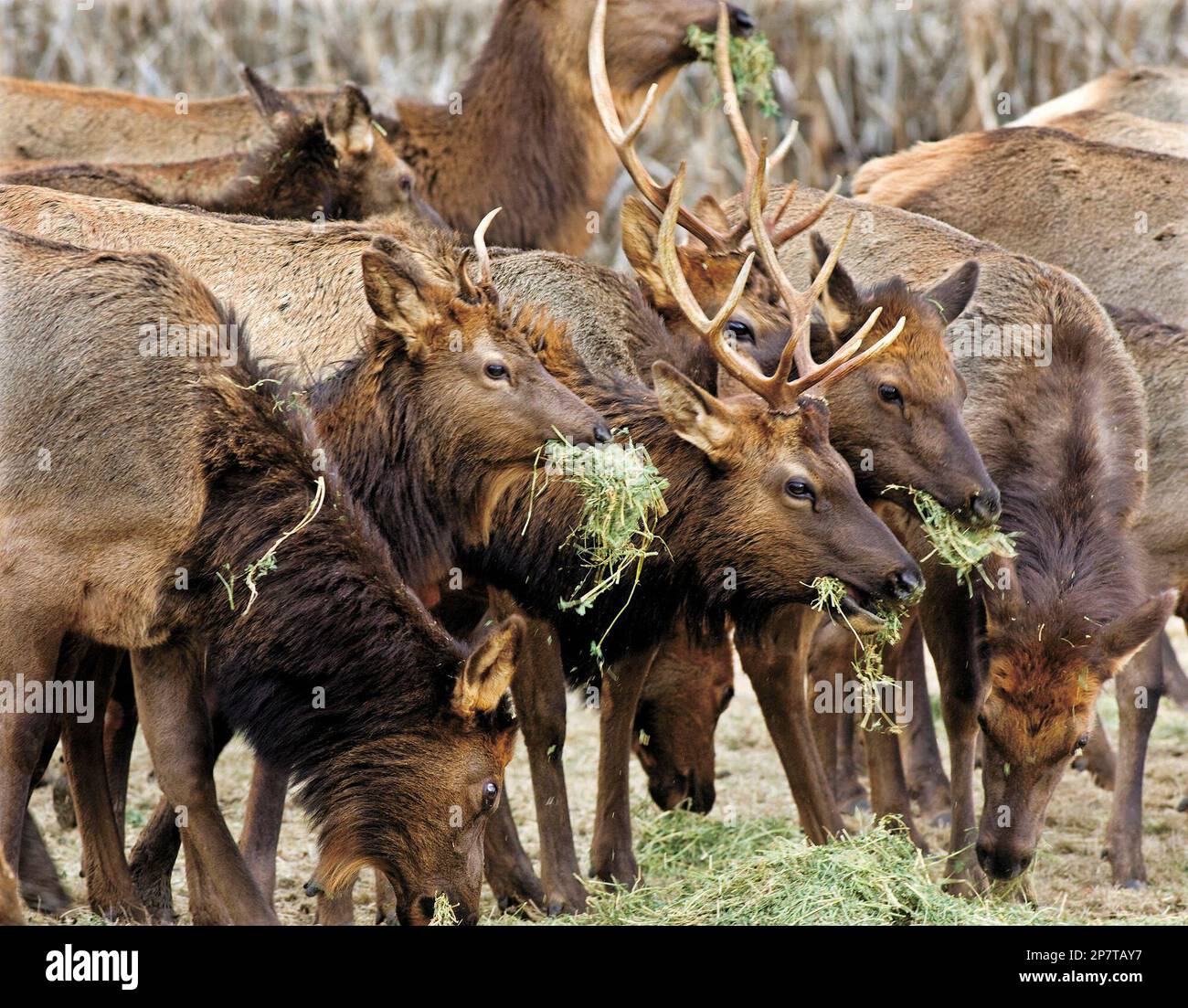 In this Jan. 30, 2009 photo elk stand shoulder to shoulder as they eat