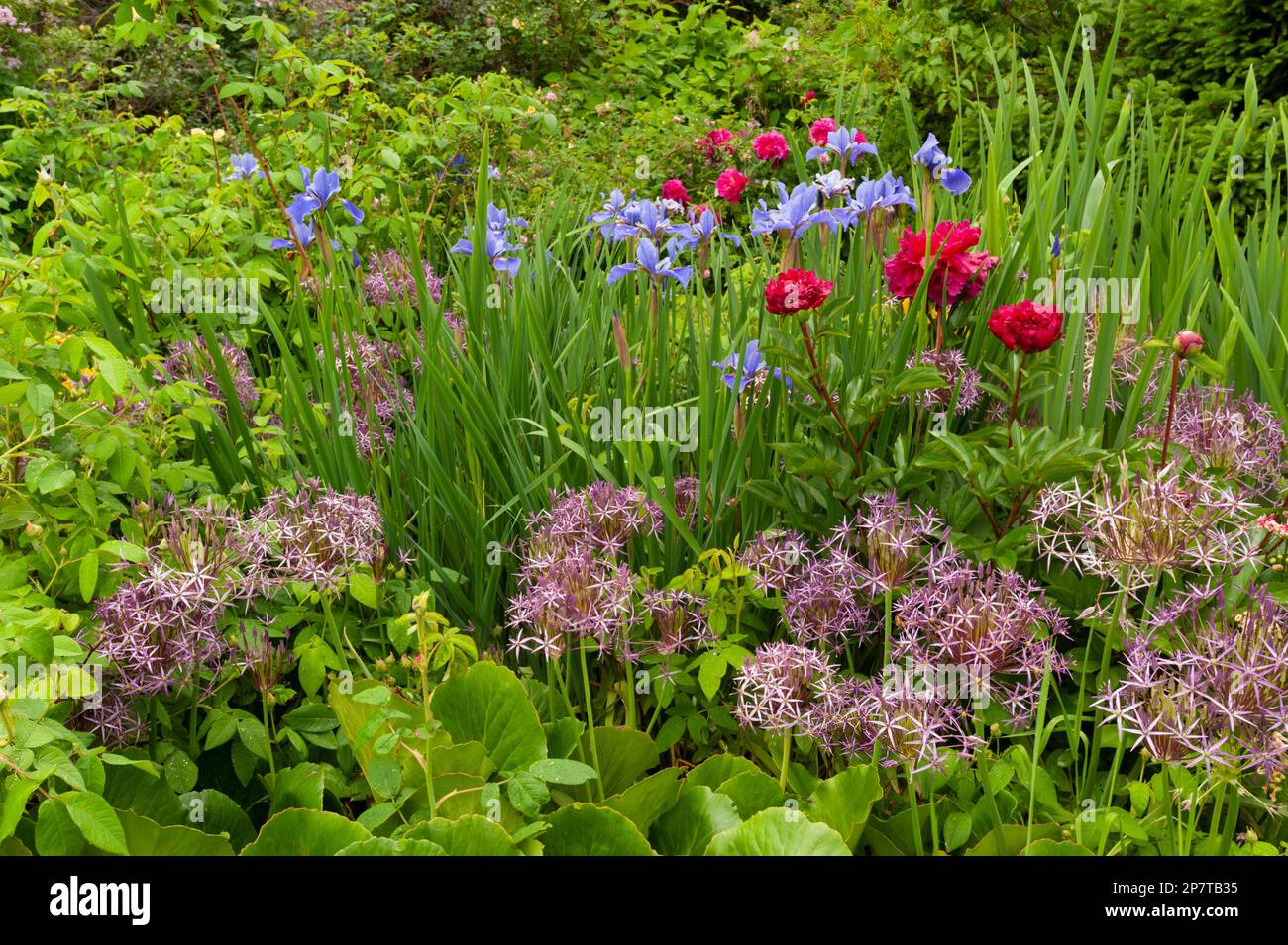 Peonies, alliums and Irises at Larkwhistle garden in June near Tobermory, Ontario. Stock Photo