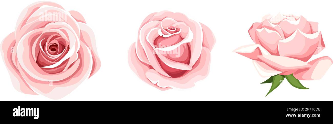 Roses. Set of three pink rose flowers isolated on a white background ...