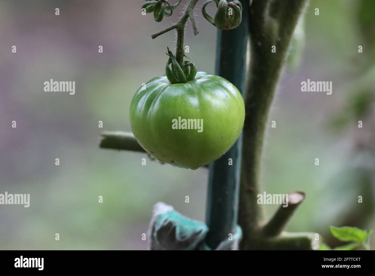 Tomate inmaduro de color verde, pendiendo de la planta que lo alimenta, en huerto rural. Stock Photo