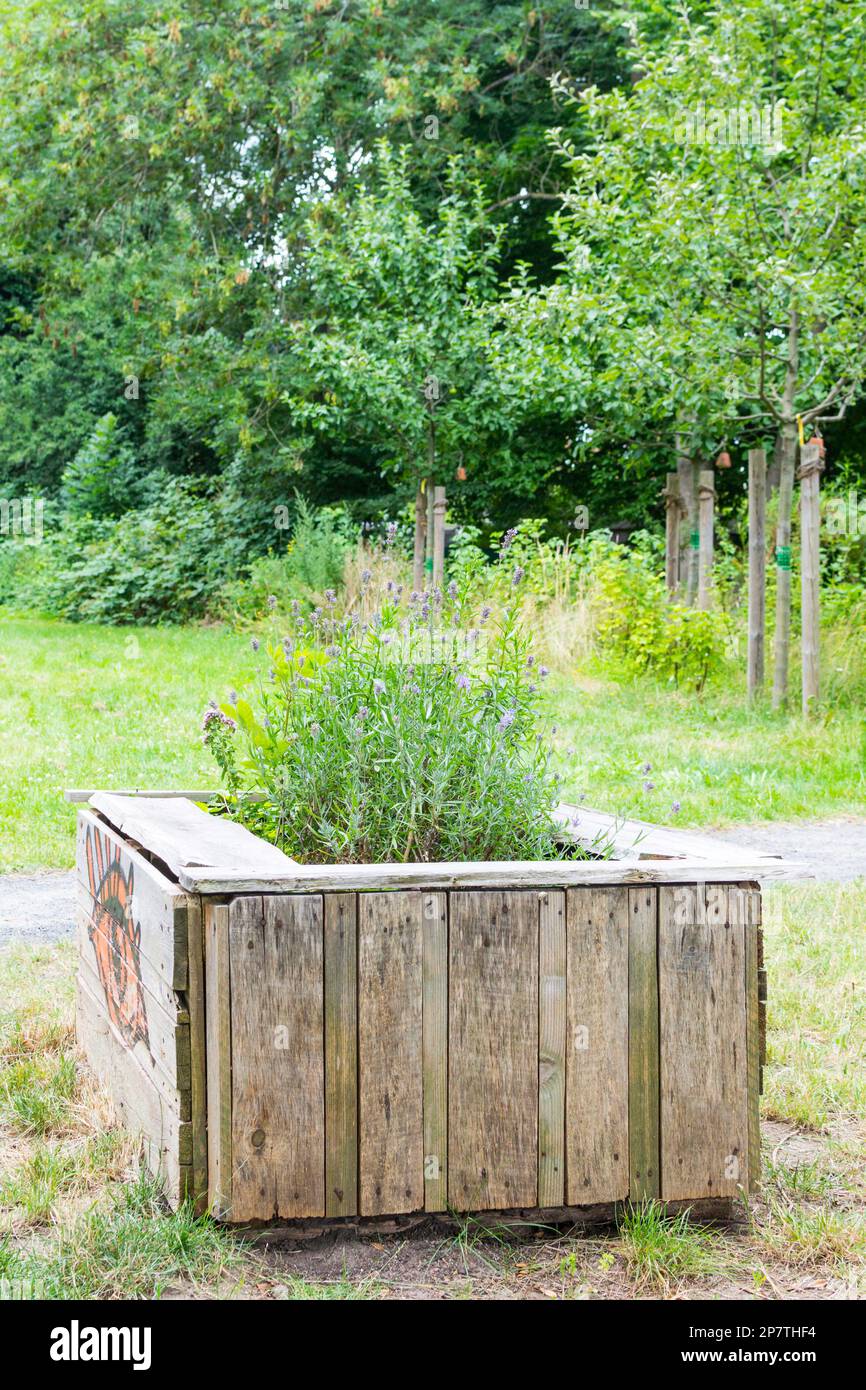 Self-made raised bed from old wood and boards in an urban green space, gruenes Band, in Hamburg. The bed is planted with herbs and green useful plants Stock Photo