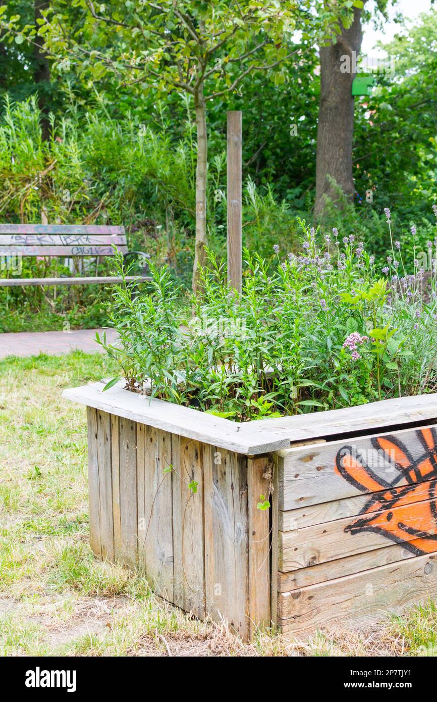 Self-made raised bed from old wood and boards in an urban green space, gruenes Band, in Hamburg. The bed is planted with herbs and green useful plants Stock Photo