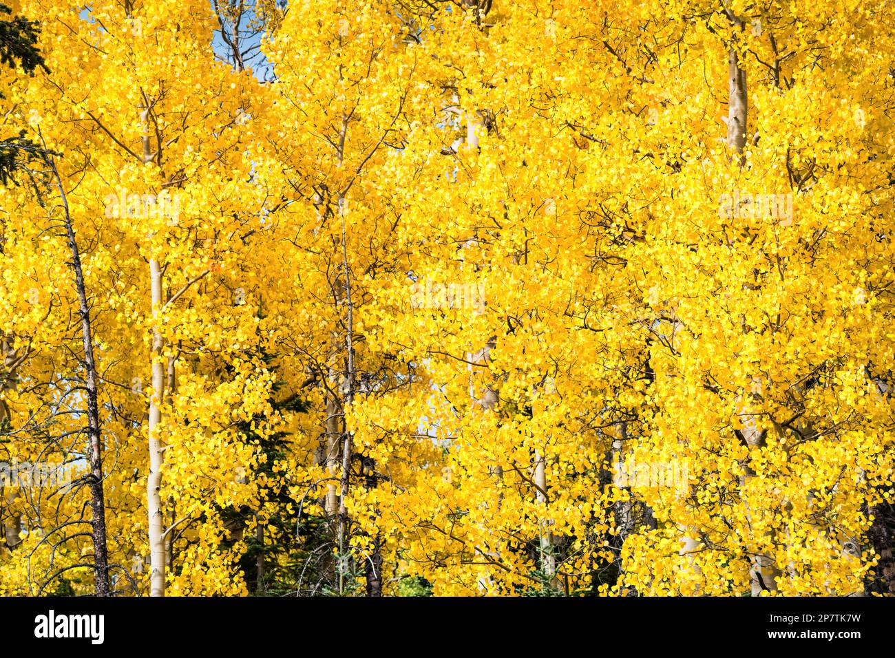 Yellow aspen trees in Cedar Breaks National Monument in Utah, USA Stock