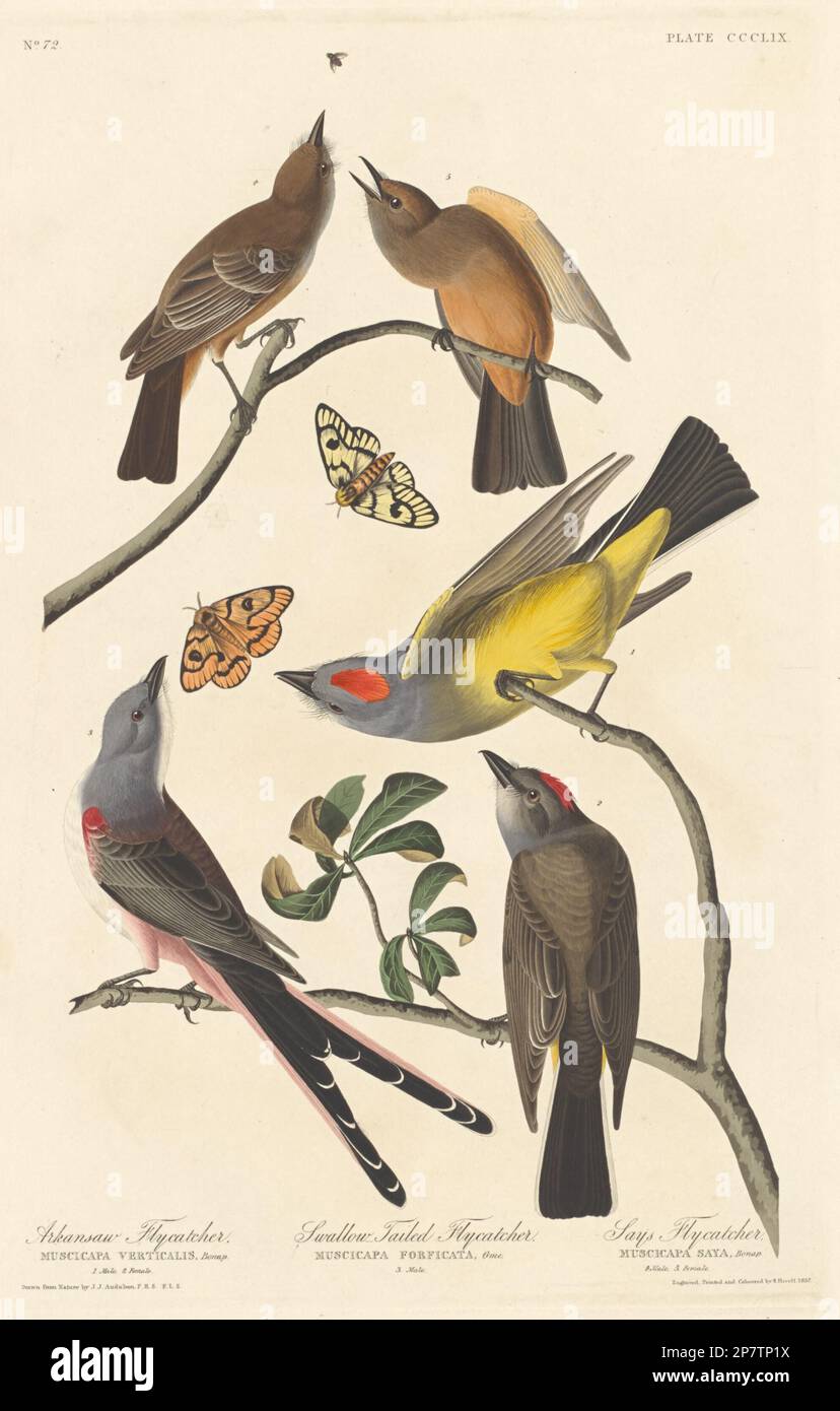 Arkansaw Flycatcher, Swallow-tailed Flycatcher and Says Flycatcher, 1837 by Robert Havell after John James Audubon Stock Photo