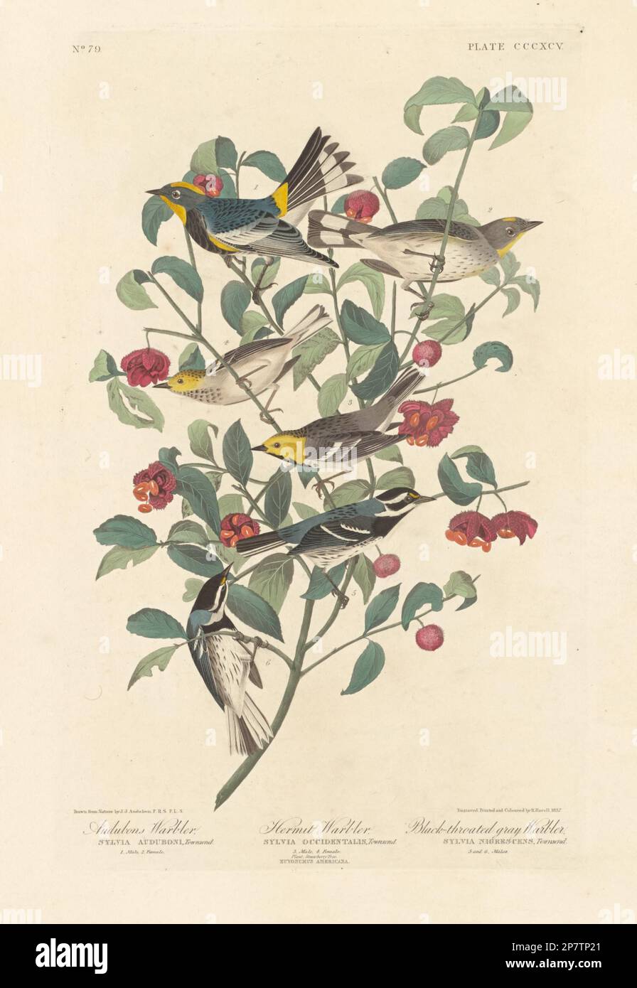 Audubon's Warbler, Hermit Warbler and Black-throated Gray Warbler, 1837 by Robert Havell after John James Audubon Stock Photo