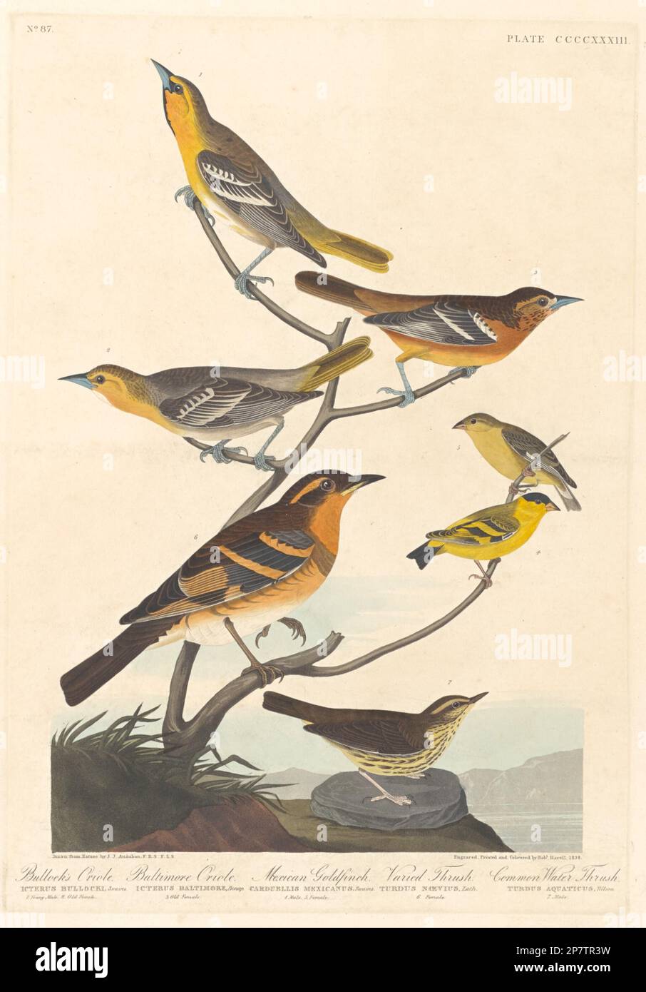 Bullock's Oriole, Baltimore Oriole, Mexican Goldfinch and Varied Thrush, 1838 by Robert Havell after John James Audubon Stock Photo