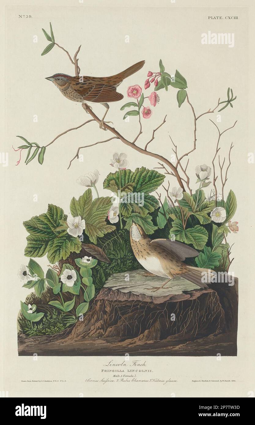 Lincoln Finch, 1834 by Robert Havell after John James Audubon Stock Photo