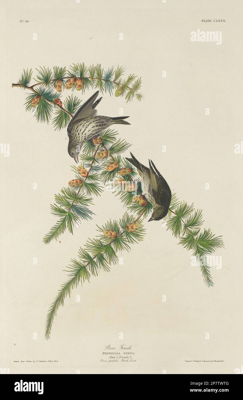 Pine Finch, 1833 by Robert Havell after John James Audubon Stock Photo