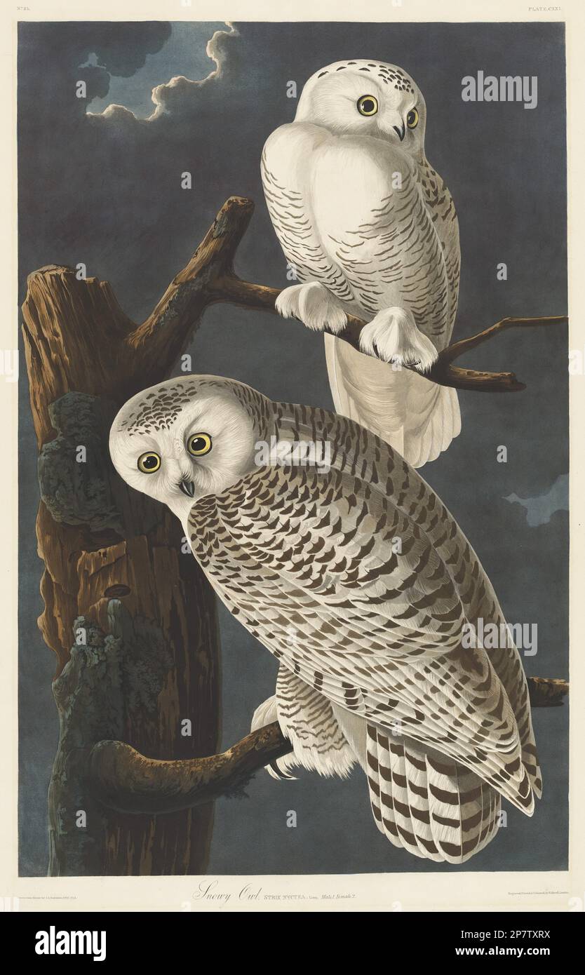 Art snowy owl hi-res stock photography and images - Alamy