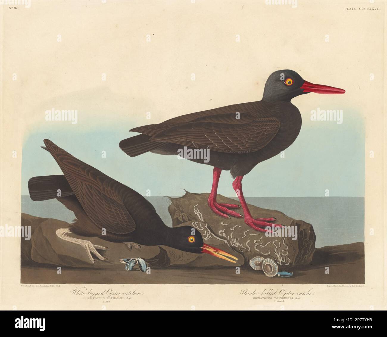 WhiteLegged OysterCatcher and SlenderBilled OysterCatcher, 1838 by