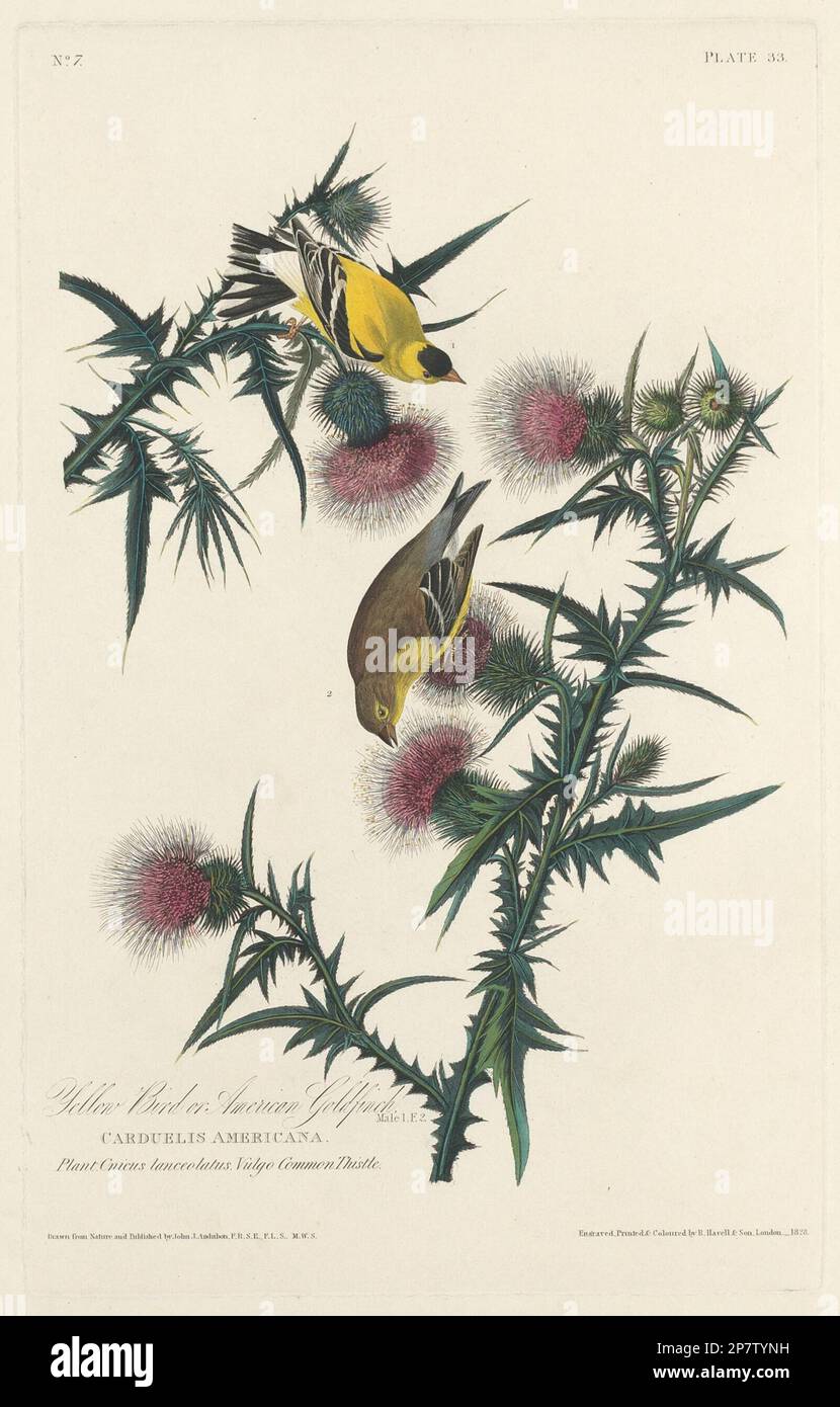 Yellow Bird or American Goldfinch, 1828 by Robert Havell after John James Audubon Stock Photo