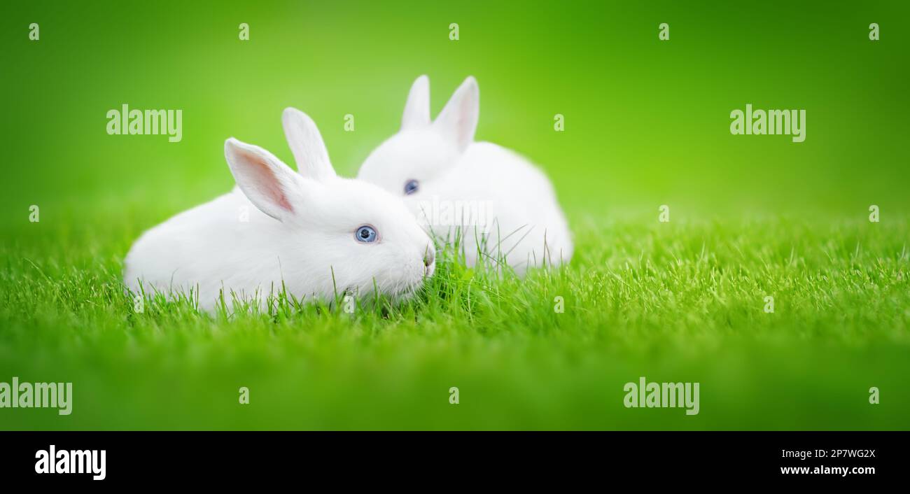 Two white rabbits snuggled up to each other on the green grass. Beauty