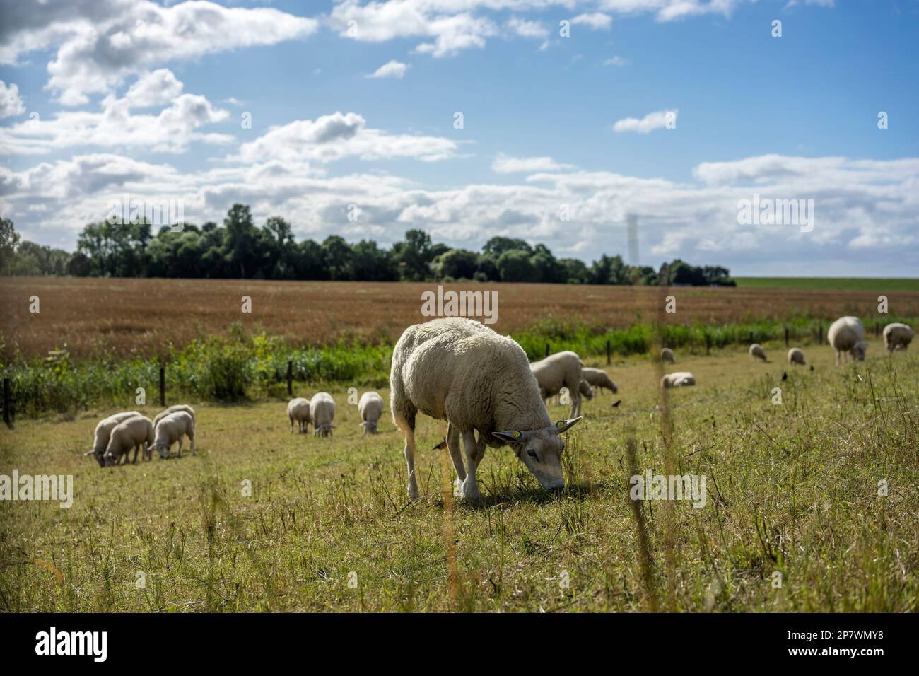 Sheep grazing on the dike near Nordenham Blexen, Germany 2022. Stock Photo