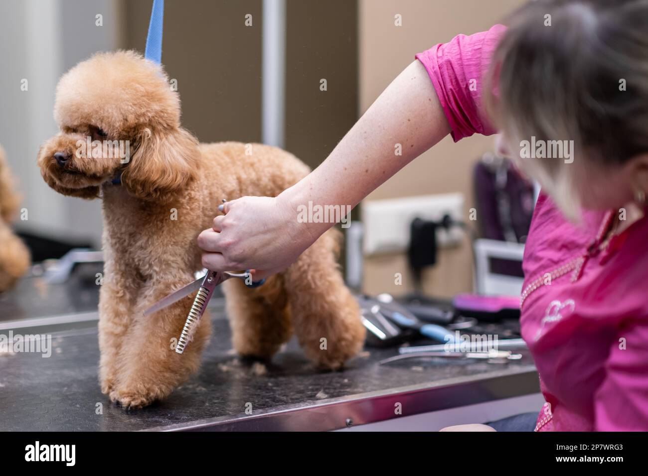 Dog Grooming Supplies - Dog Clippers, Hair Trimmers & More - PetSmart