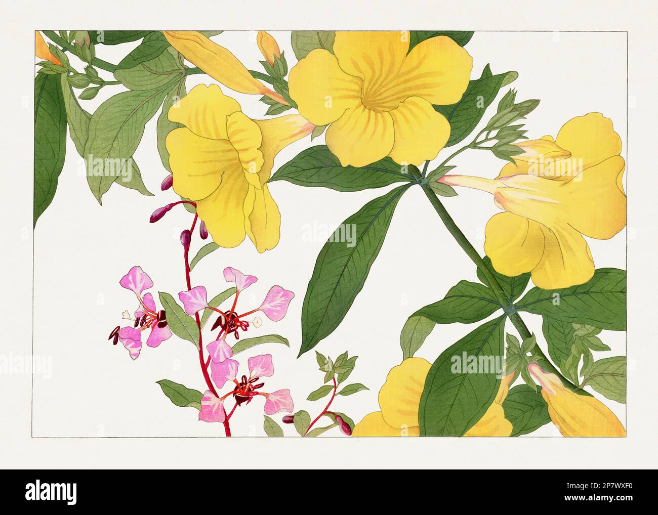 Clarika and Allamanda flowers. Asian art. Japanese flower woodblock art ...