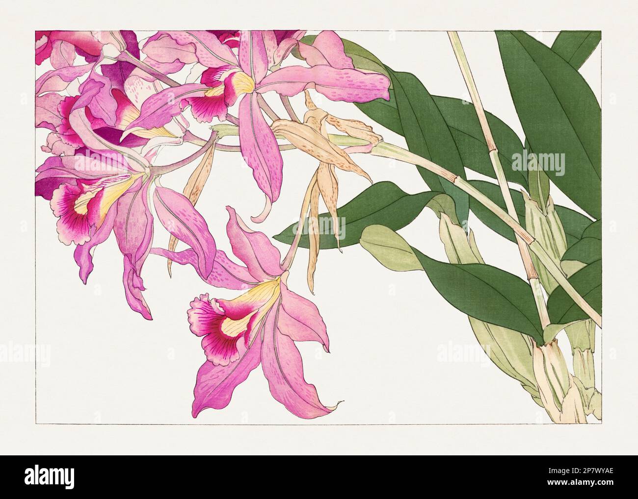 Laelia orchid flower. Asian art. Japanese flower woodblock art by Tanigami Kônan. Stock Photo
