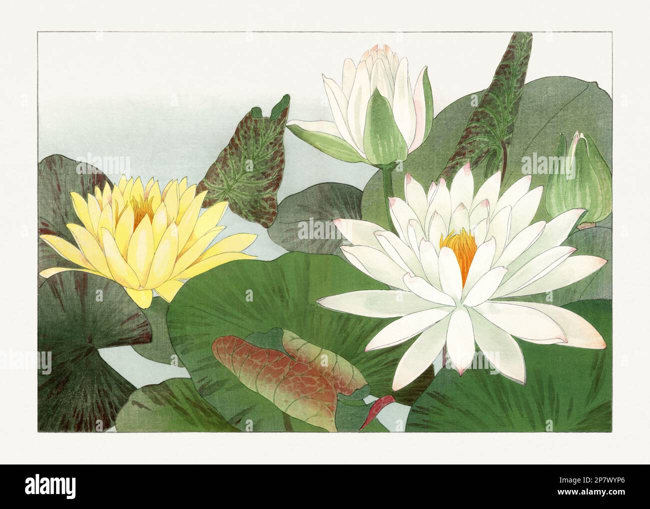 Nymphaea lotus. Asian art. Japanese flower woodblock art by Tanigami ...