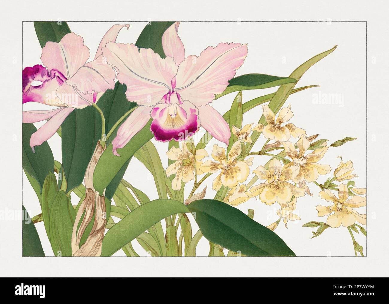 Oncidium orchid flower. Asian art. Japanese flower woodblock art by ...