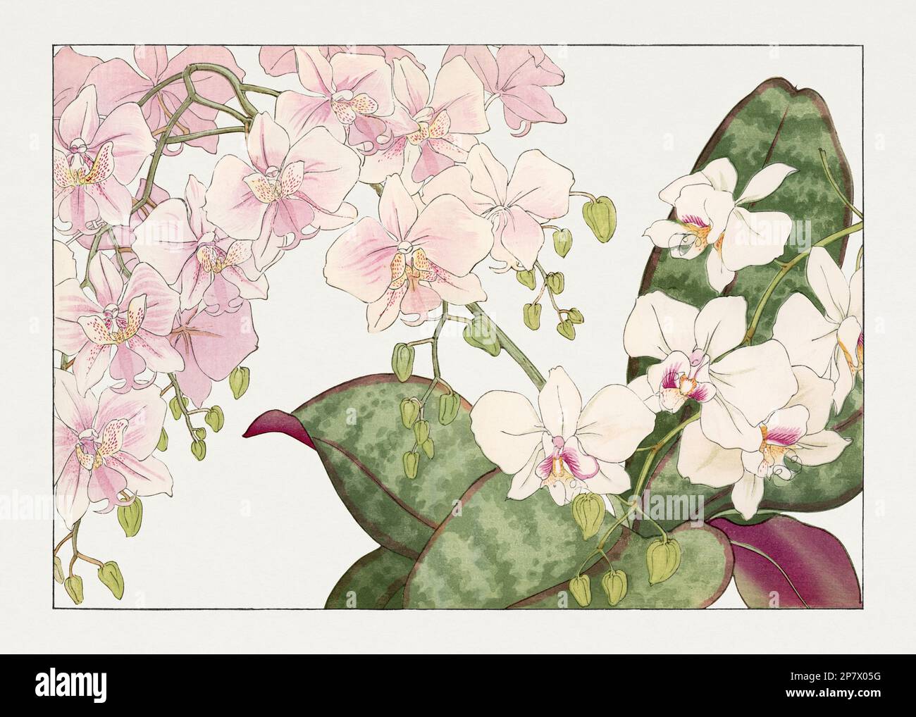 Orchid flower. Asian art. Japanese flower woodblock art by Tanigami ...