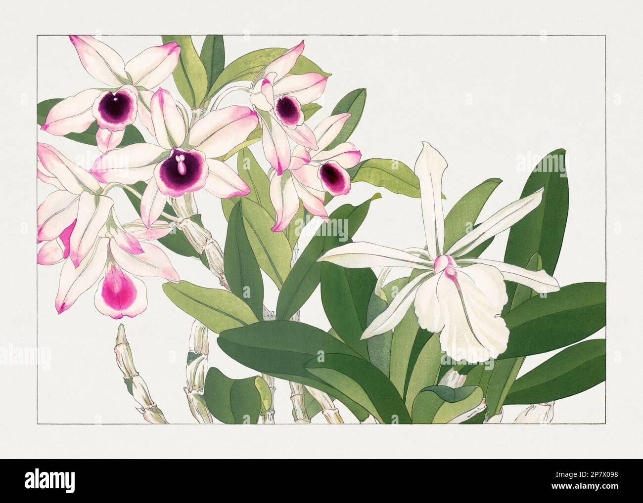 Orchid flowers. Asian art. Japanese flower woodblock art by Tanigami ...
