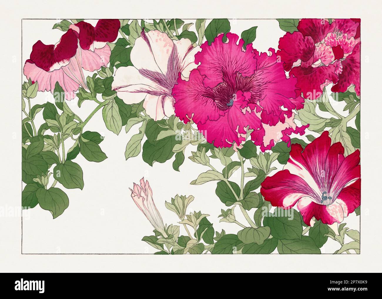 Petunia flower. Asian art. Japanese flower woodblock art by Tanigami ...