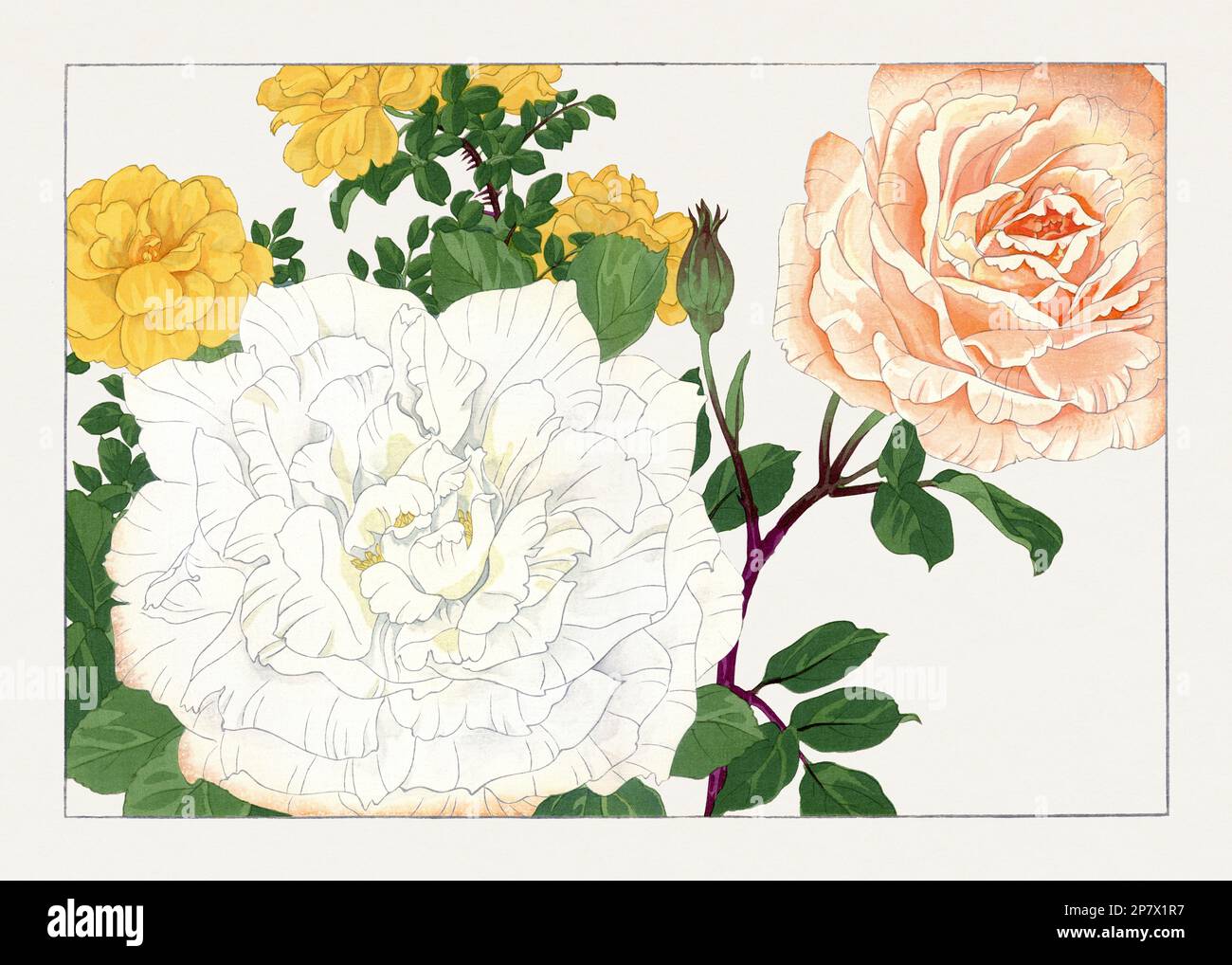 Rose. Asian art. Japanese flower woodblock art by Tanigami Kônan Stock