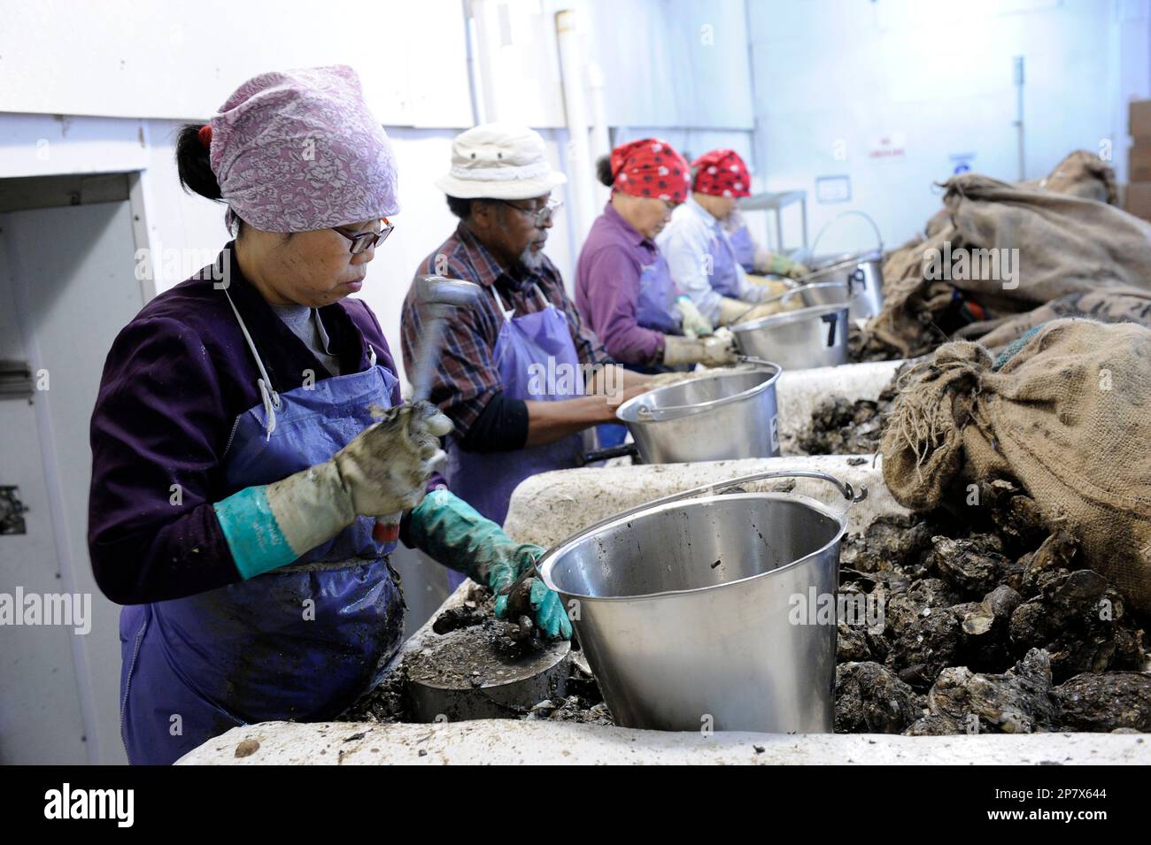 Workers shuck oysters at P&J Oysters in New Orleans, Monday, Oct. 26