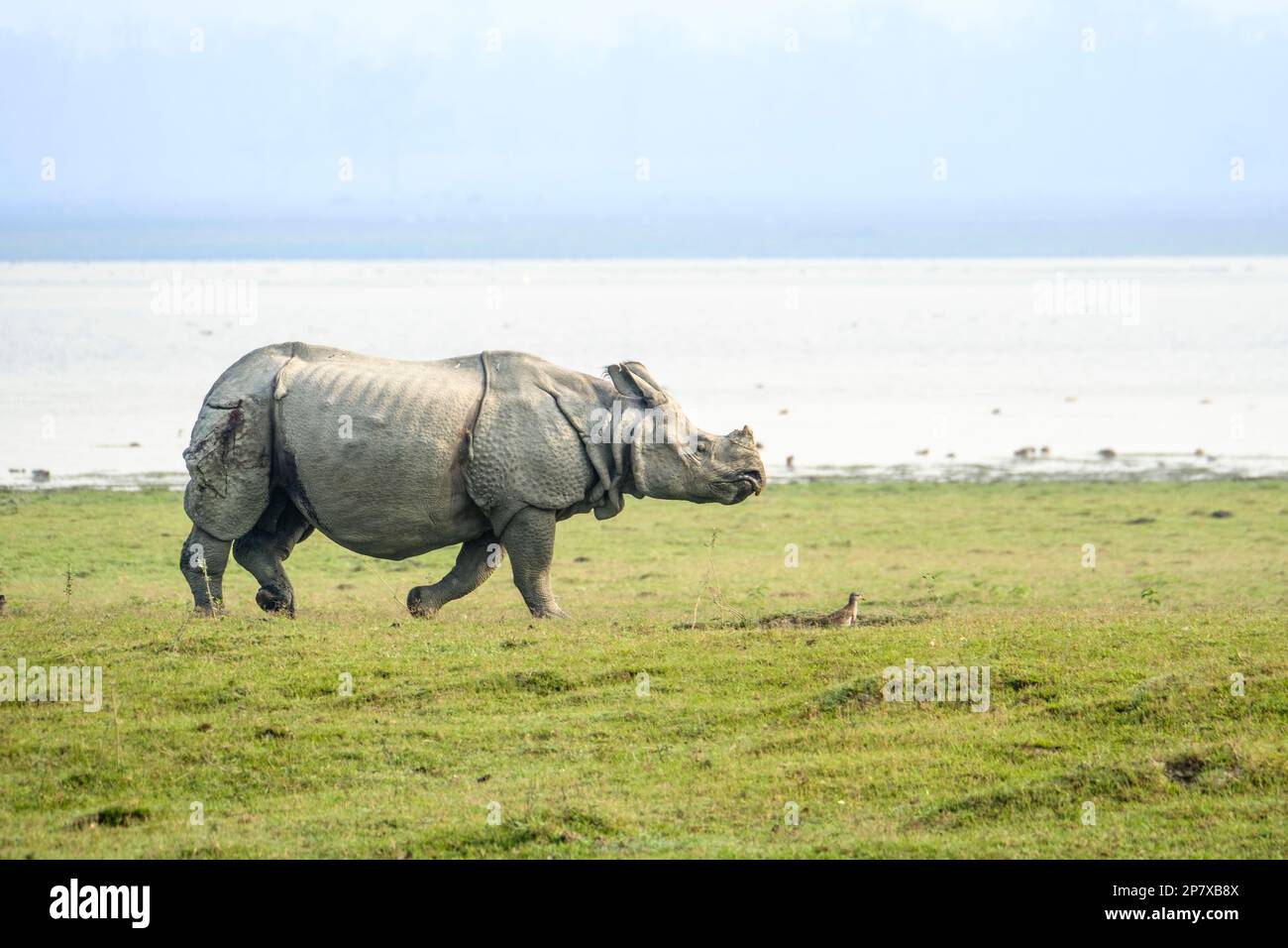 Indian Rhino, Rhinoceros unicornis, crosses from left-to-right grassland in front of a river. Kaziranga National Park, Assam, India Stock Photo