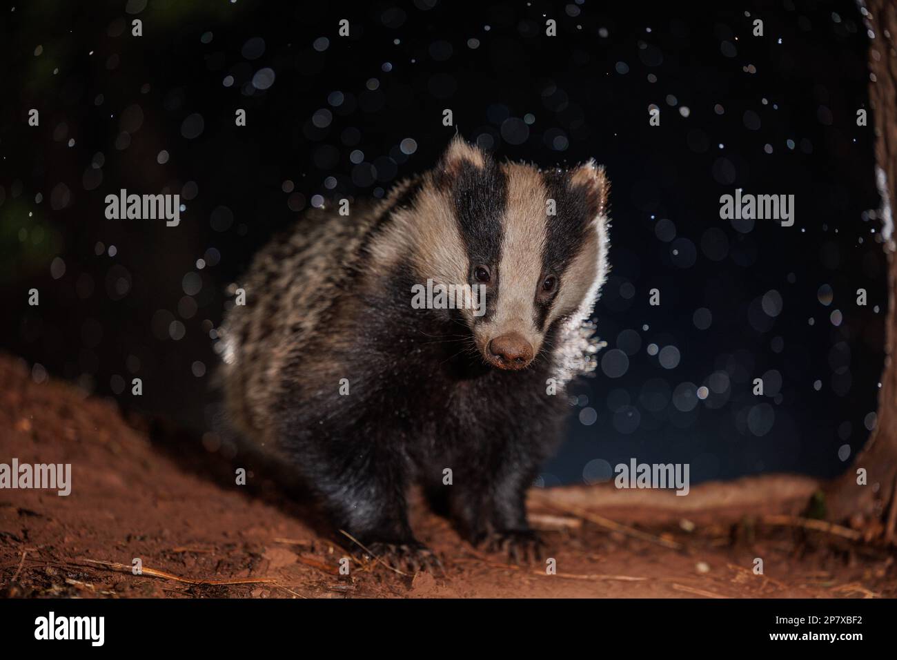 Thomas badger hi-res stock photography and images - Page 3 - Alamy, image size:1300x956