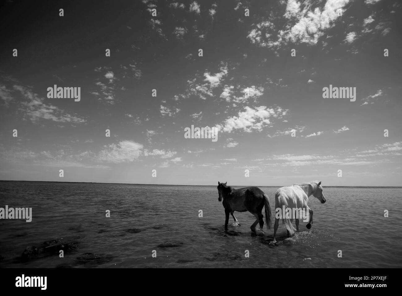 This May 31, 2009 photo shows horses walking in the shallows of the