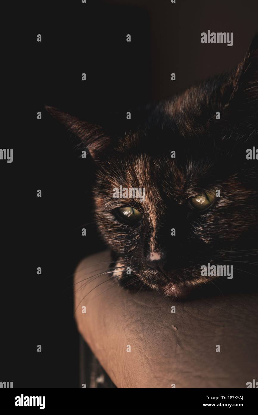 Cat sleeping on a chair with eyes half shut Stock Photo Alamy